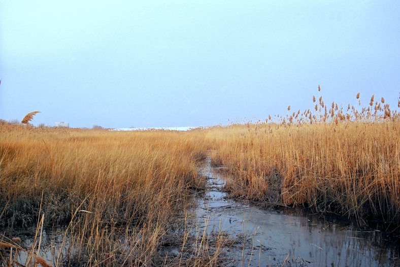 A Marsh