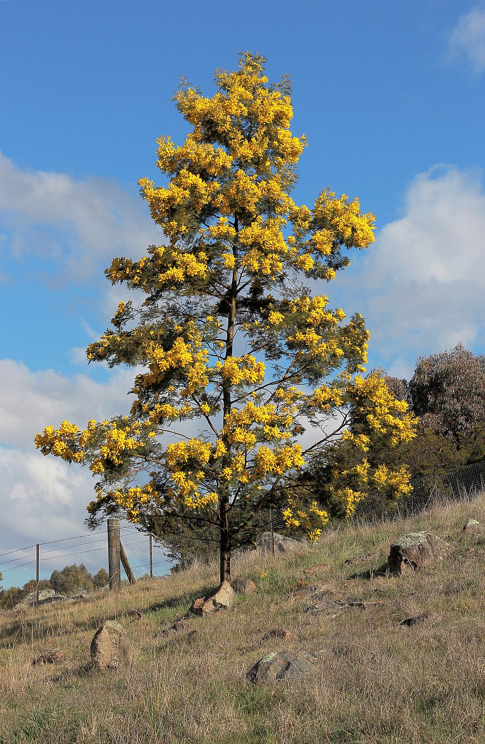 Acacia