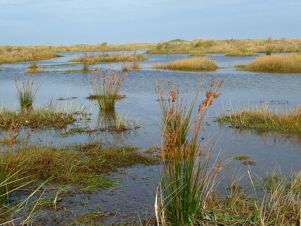 Adam Saltmarsh