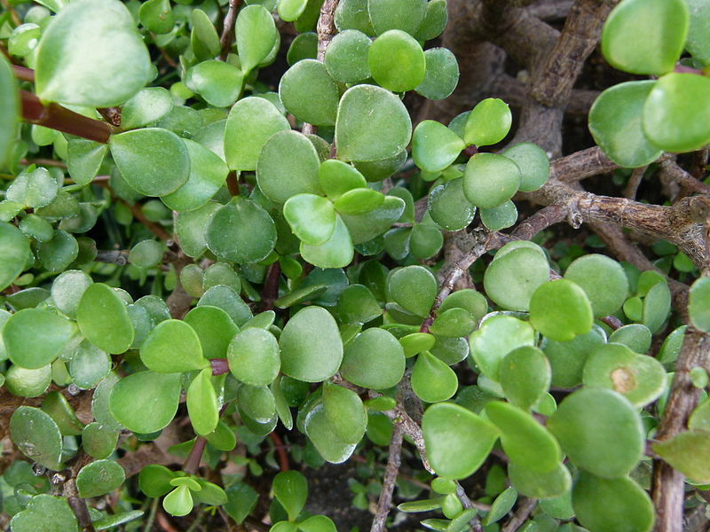Afra