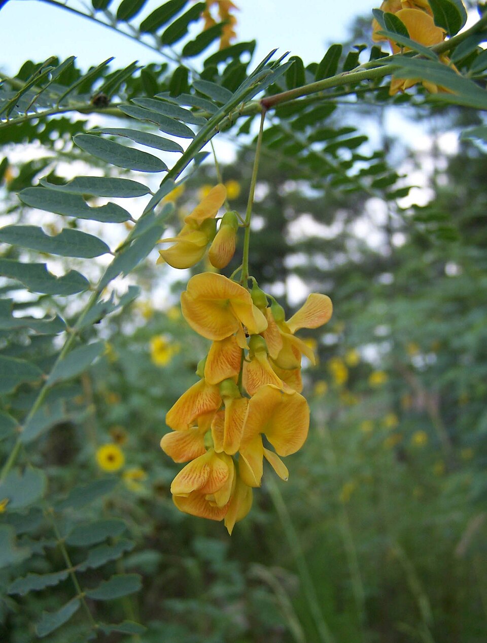 Agati