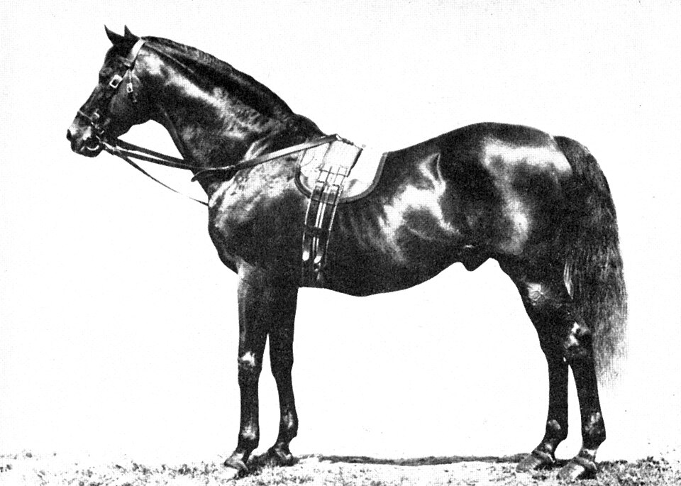 Ago Raudsepp