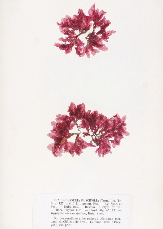 Ajk Turner