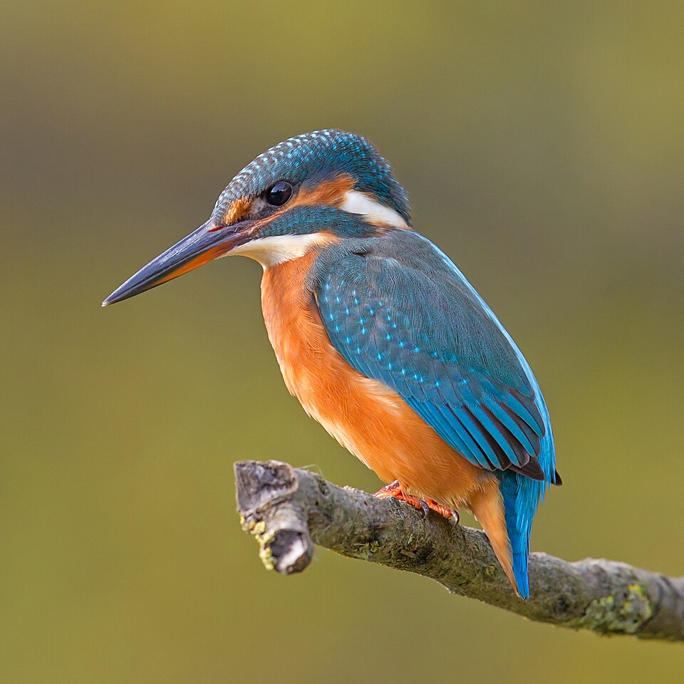 Alcedo