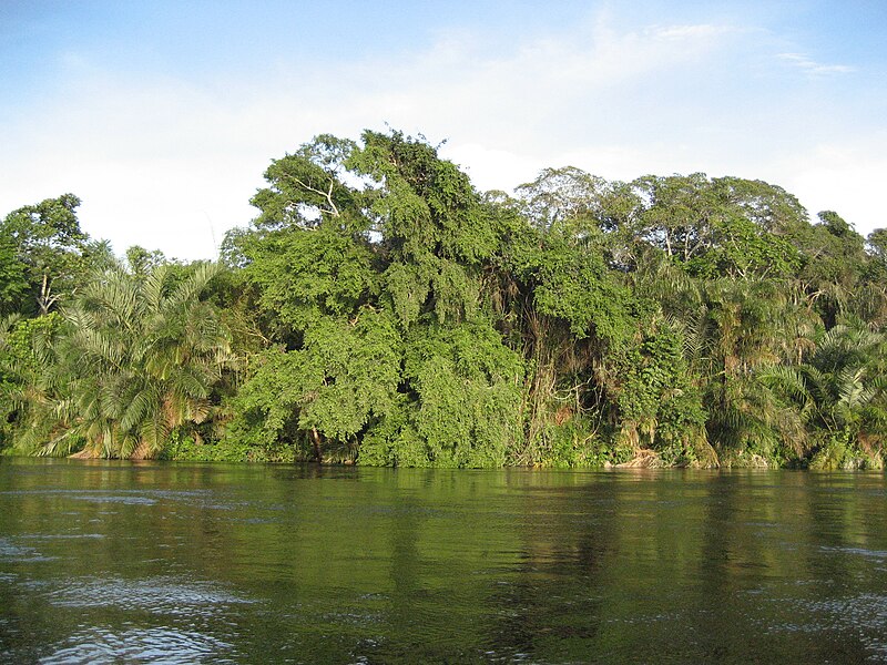 Alima