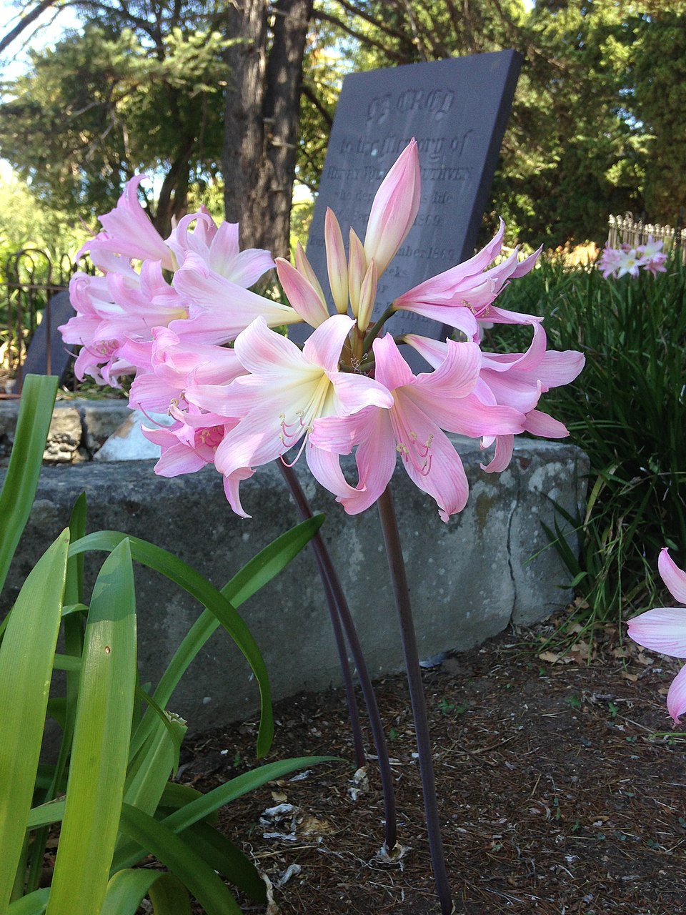 Amaryllis August