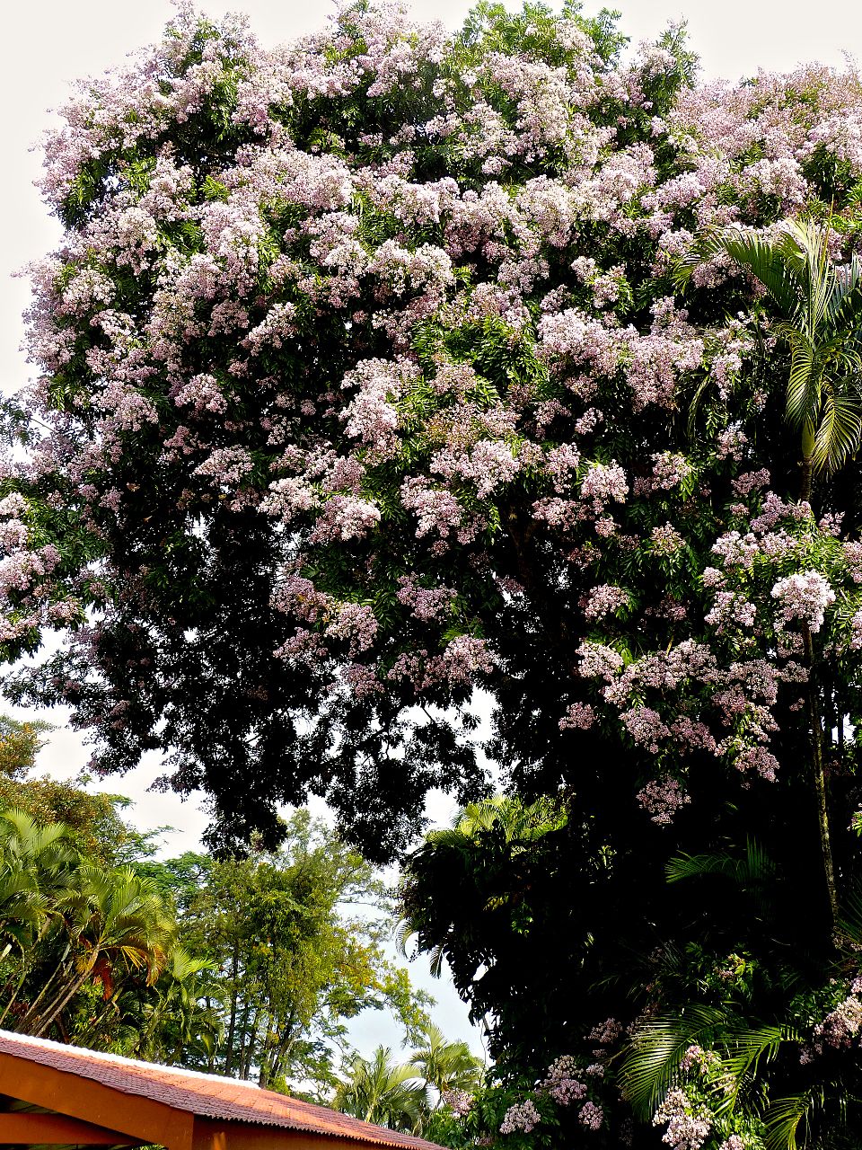 Andira