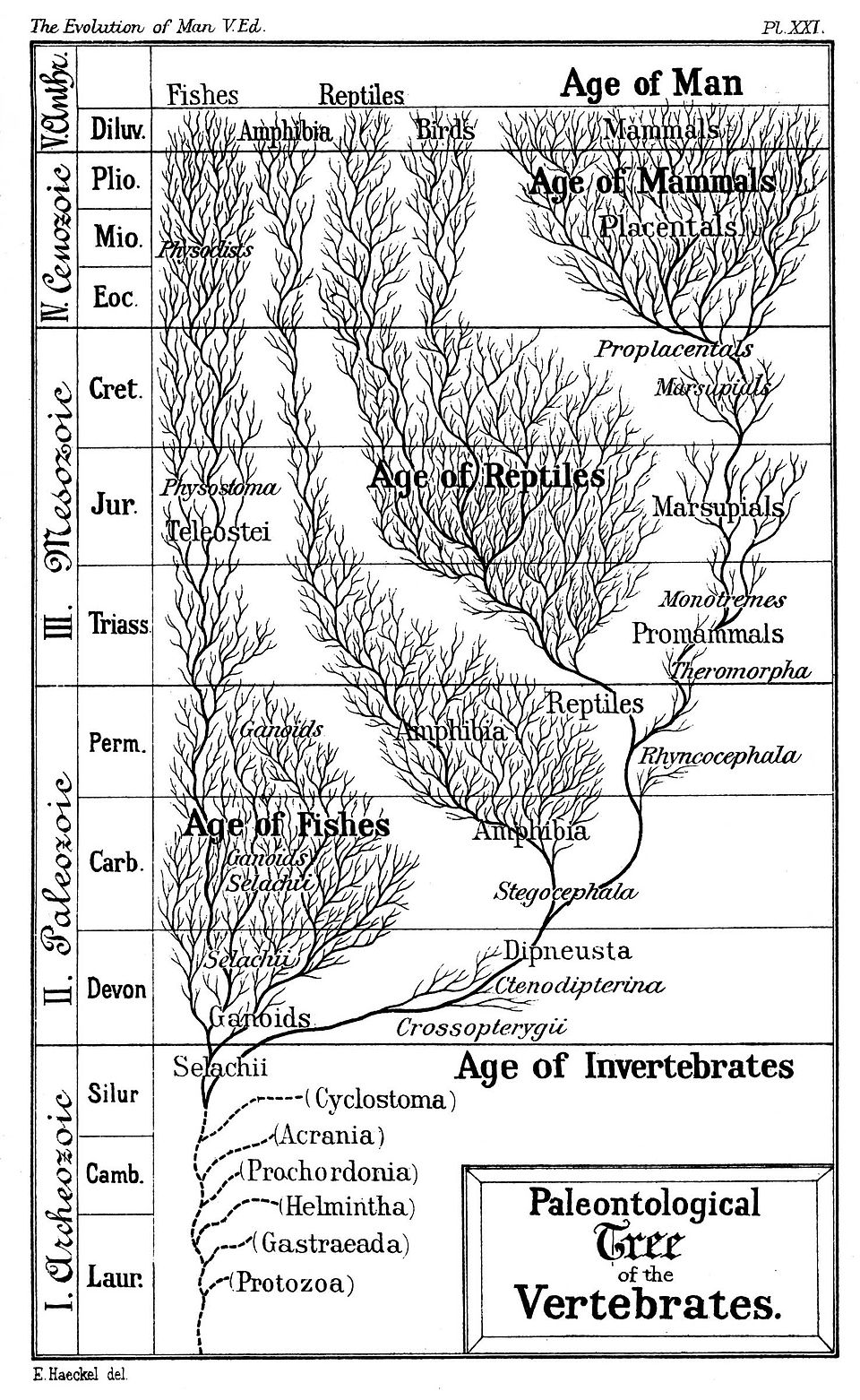 Andrew Nyambo