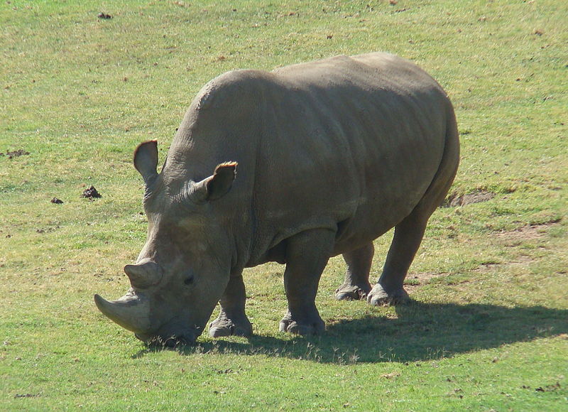 Angalifu