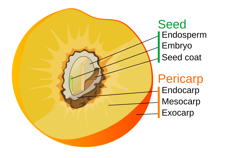 Anna Allué