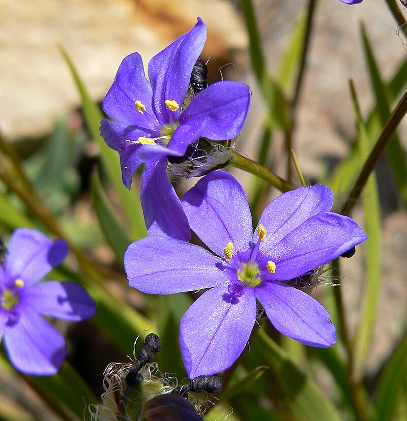 Aristea