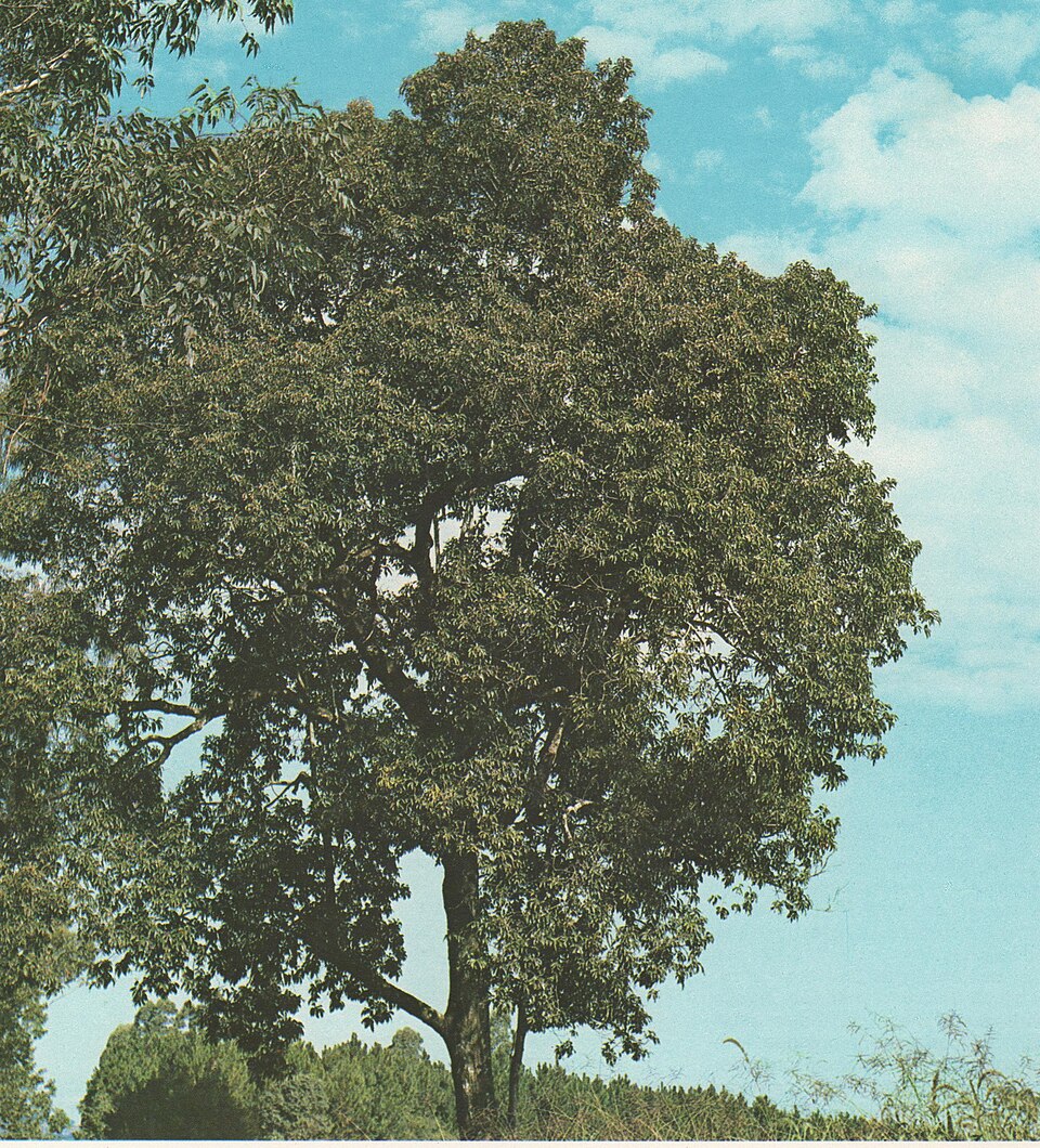 Arnobio Rocha