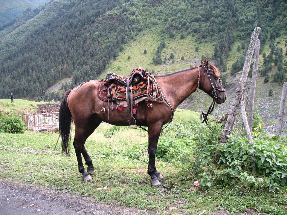 Arūnas Svitojus