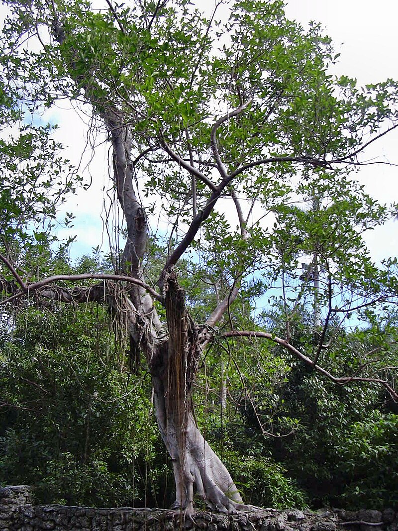 Áurea Maya