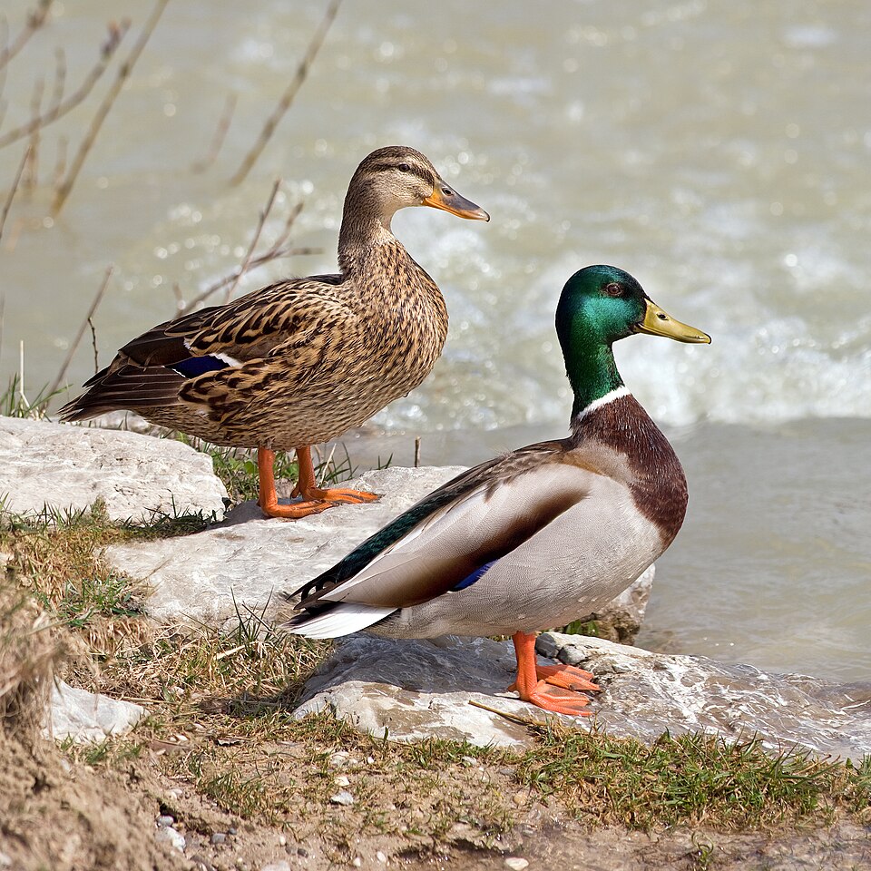 Avian Klee