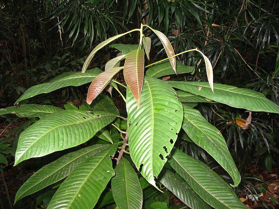 Bambang Widyatmoko