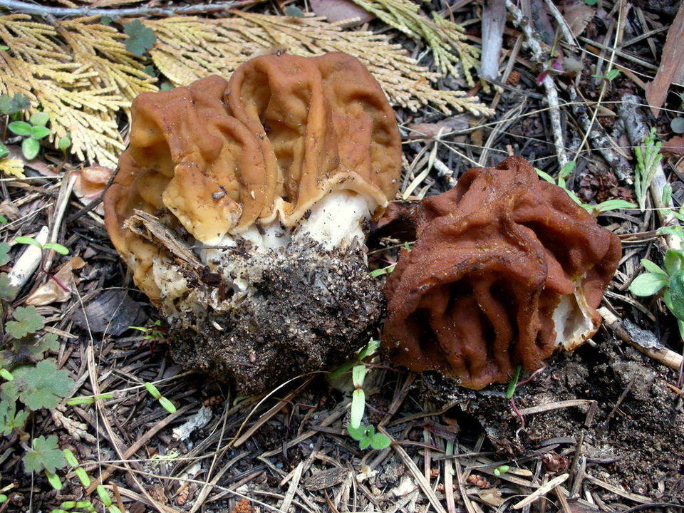 Ban Morel