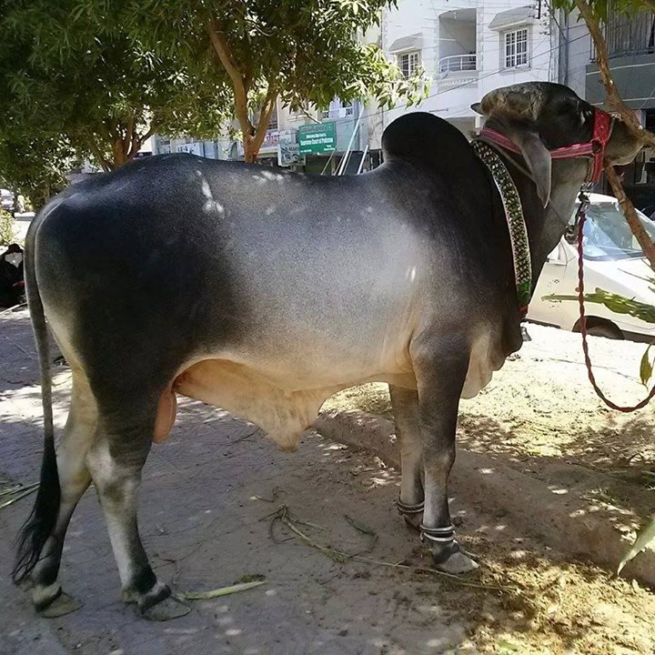 Barham Muhammad