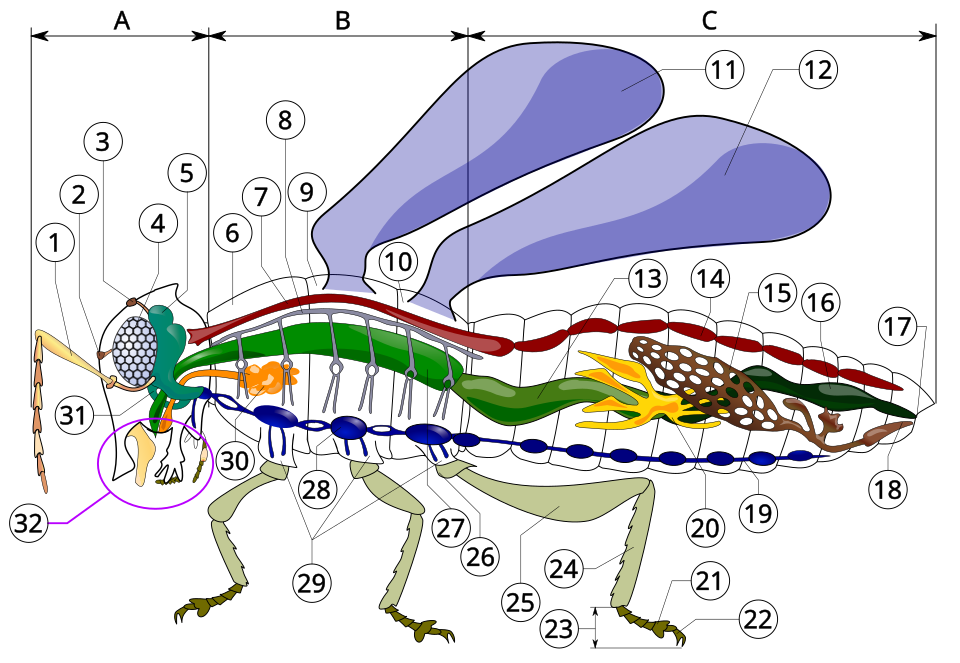 Beninat