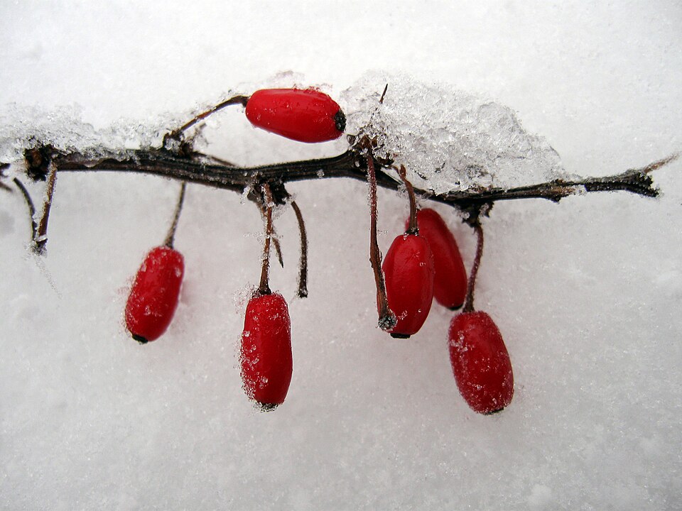 Berry