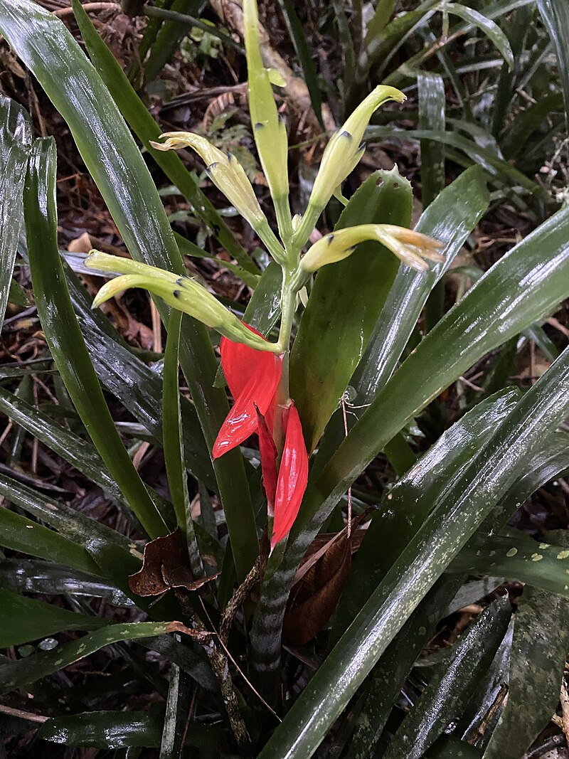 Billbergia