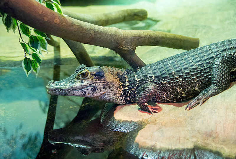 Black Caimans