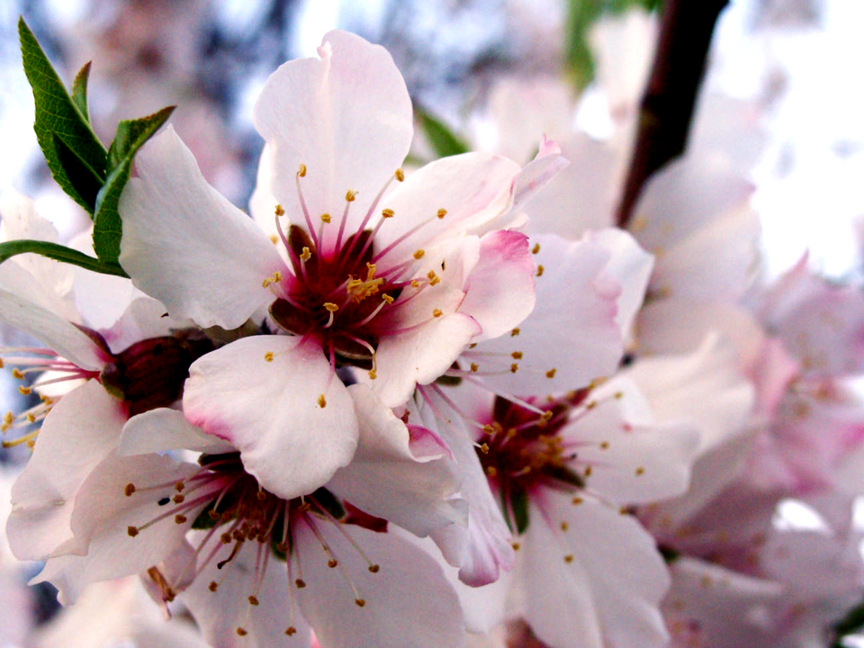 Blossom Taylor