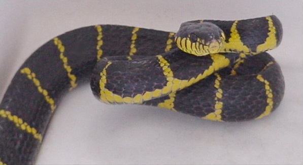 Boiga
