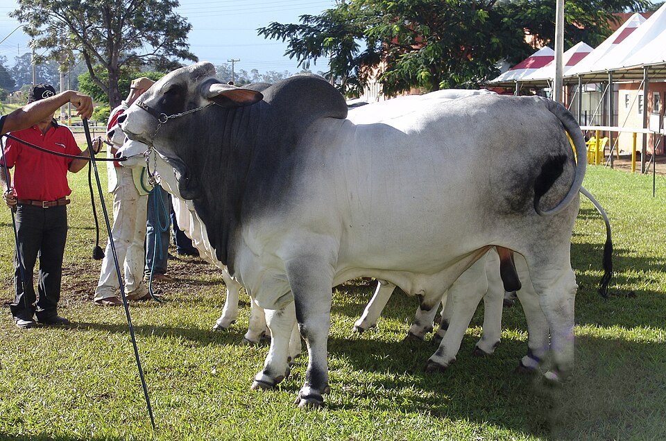 Brahma Bull
