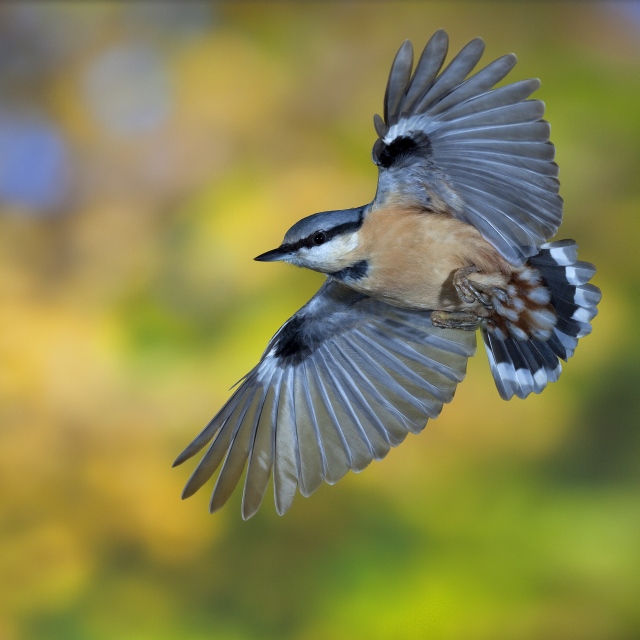 Bruce Bird