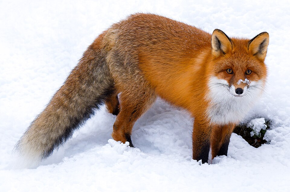 Bryony Fox