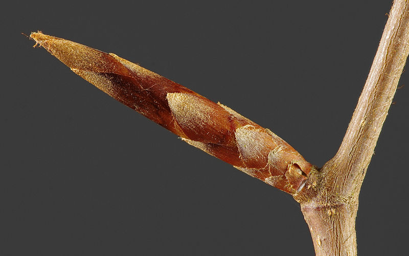 Bud