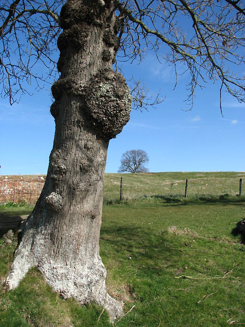 Burl