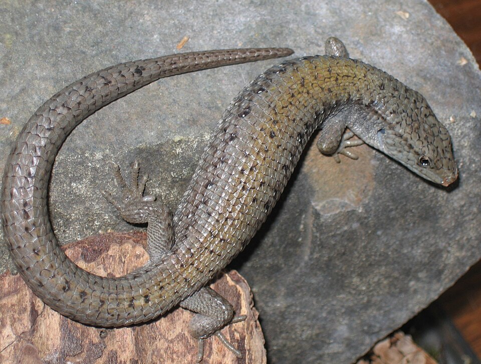C. Palmeris