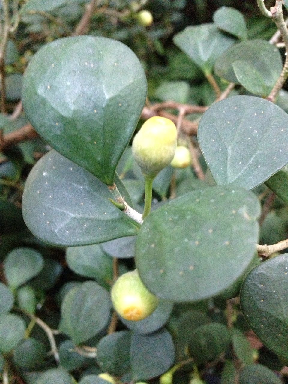 Cahyanto