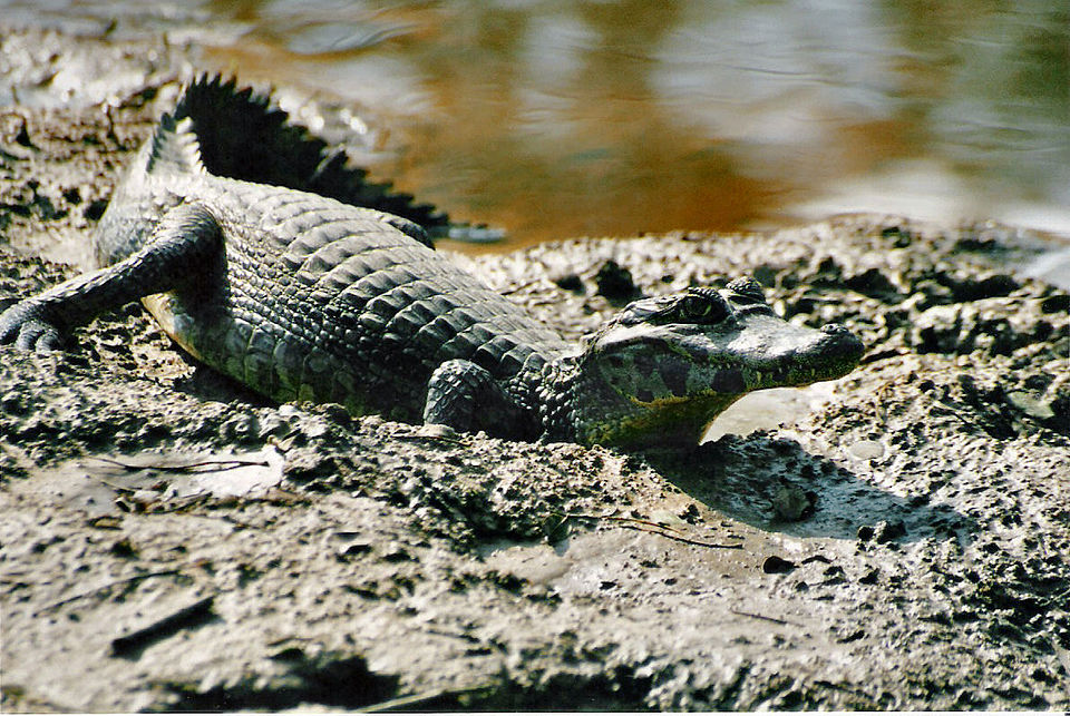 Caimán