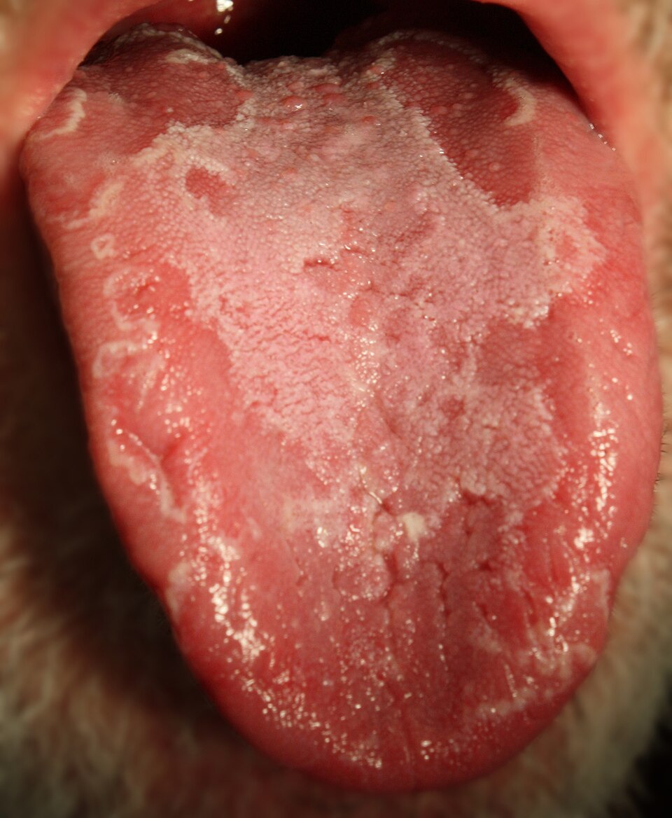 Cameron Tongue