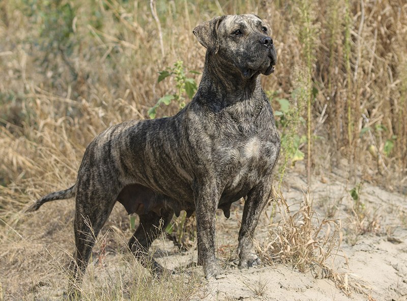 Canario