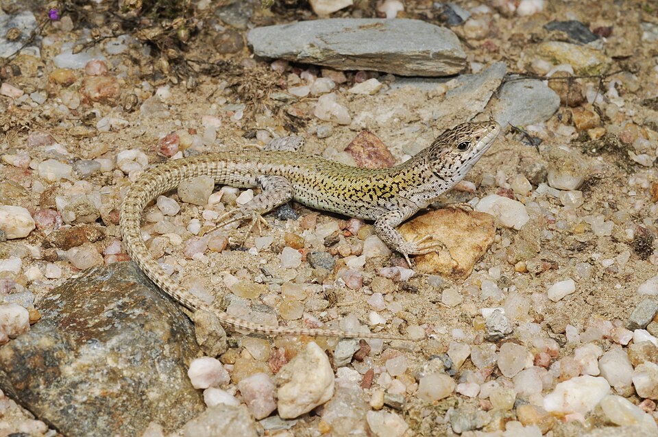 Carbonelli