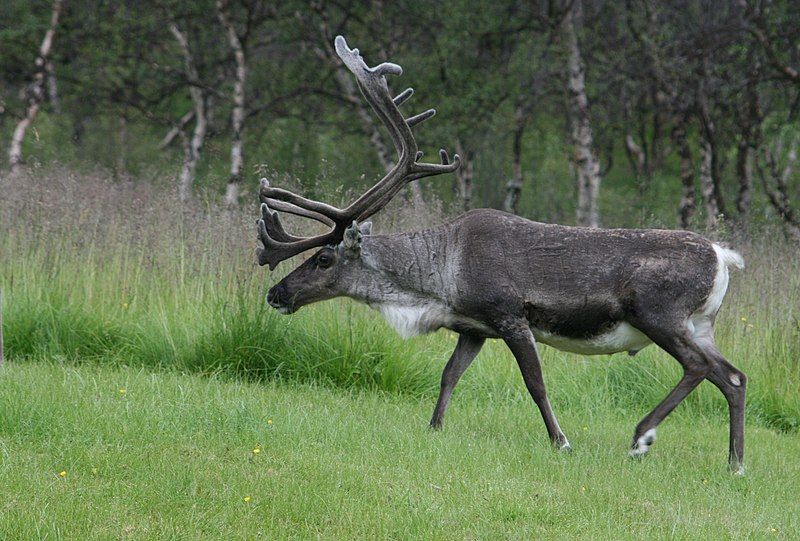 Caribou