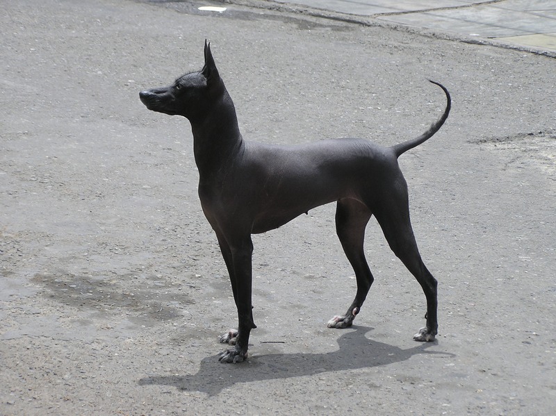 Carlos Huanca