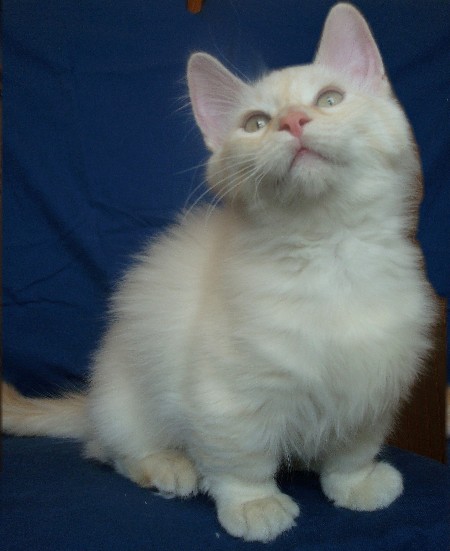 Cat Hobbs