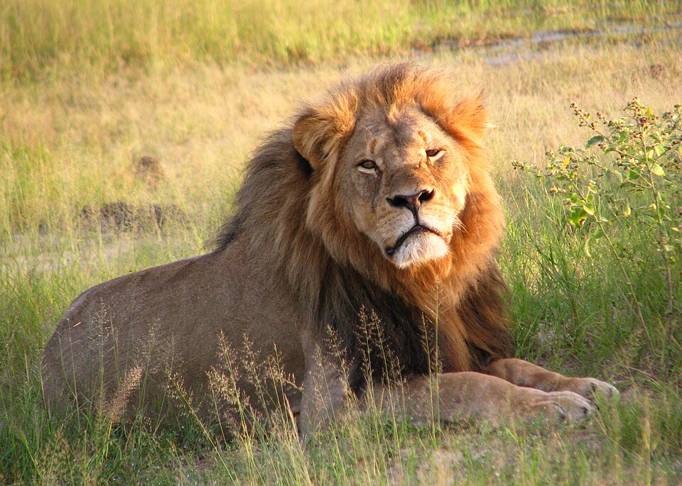 Cecil The Lion