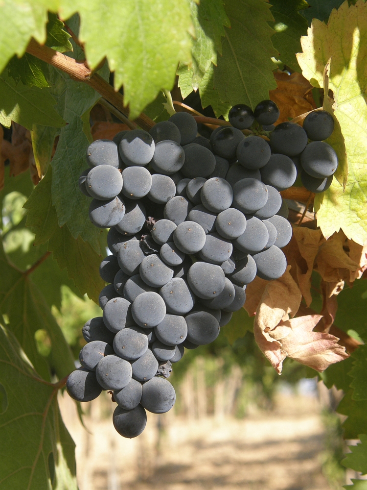 Cerasuolo