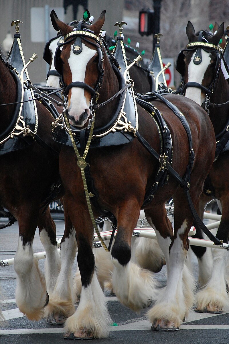 Chaïm Clydesdale