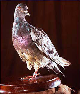 Cher Ami