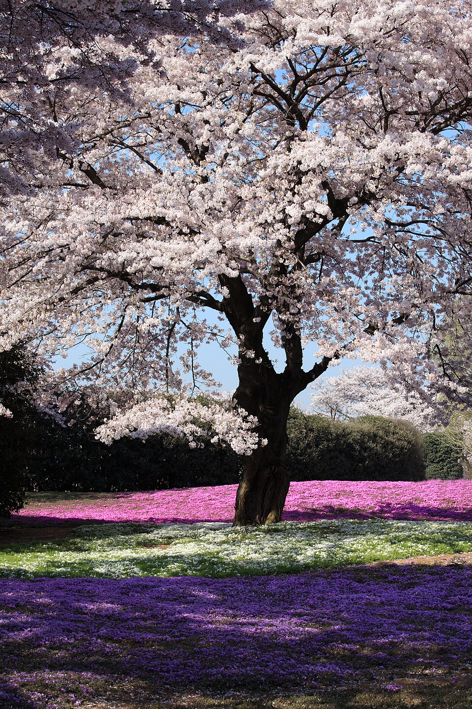 Cherry Tong