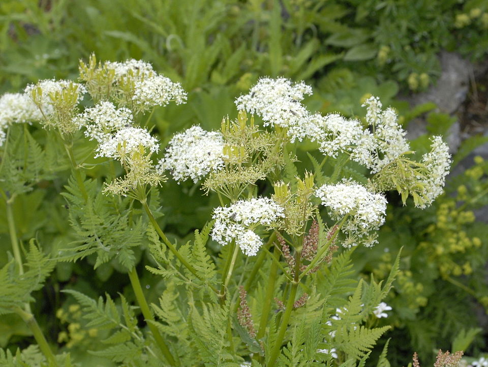 Cicely