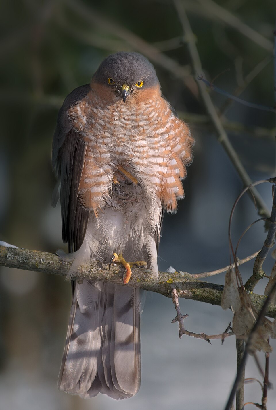 Connor Sparrowhawk