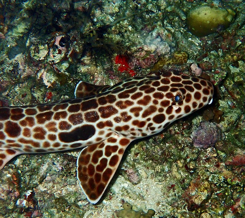 Coral Michaeli